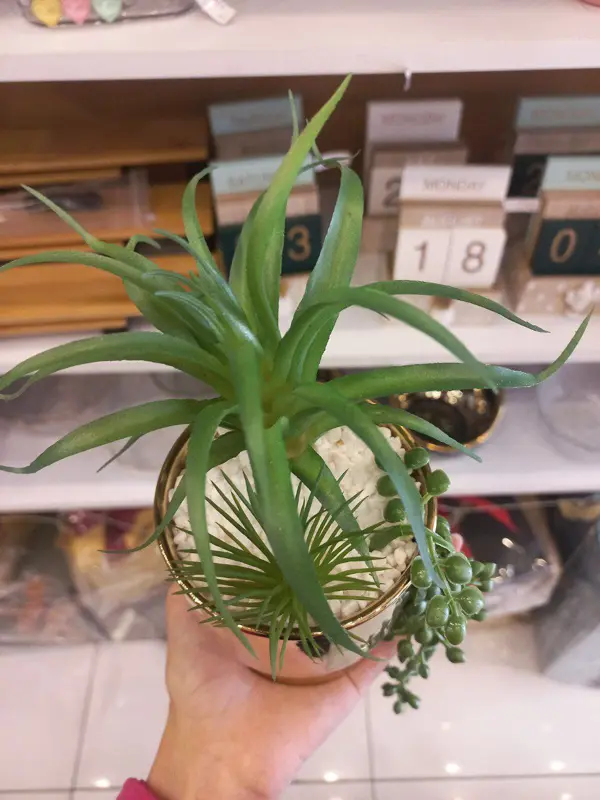 زهرة "الجمال المخملي" الصناعية بتصميم فاخر ولون غامق جذاب