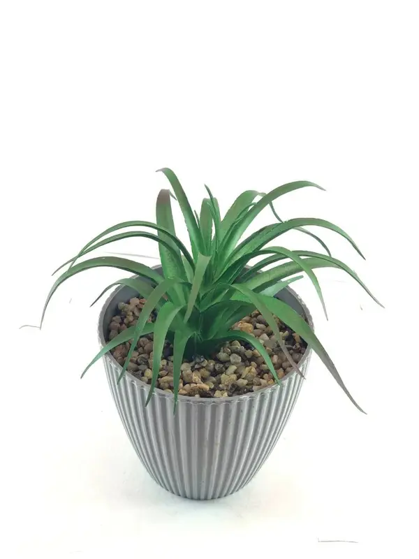 نباتات الديكور العصرية