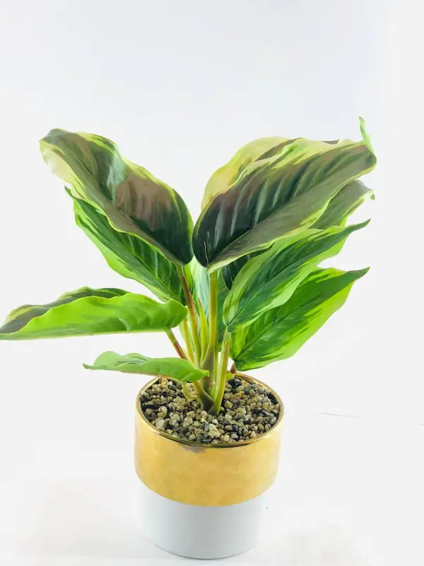 نباتات الأنيقة في وعاء رخامي باللون الذهبي والأبيض