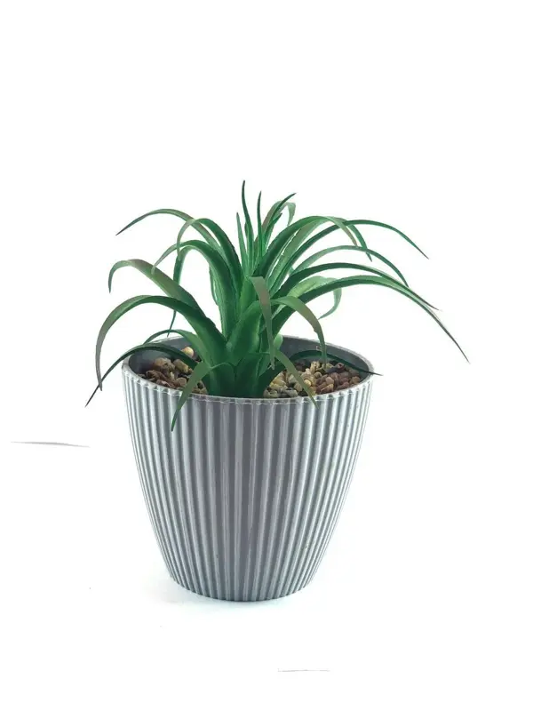 نباتات الديكور العصرية