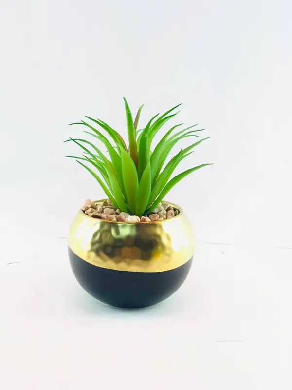 نباتات الزينة بالوعاء الخزفي