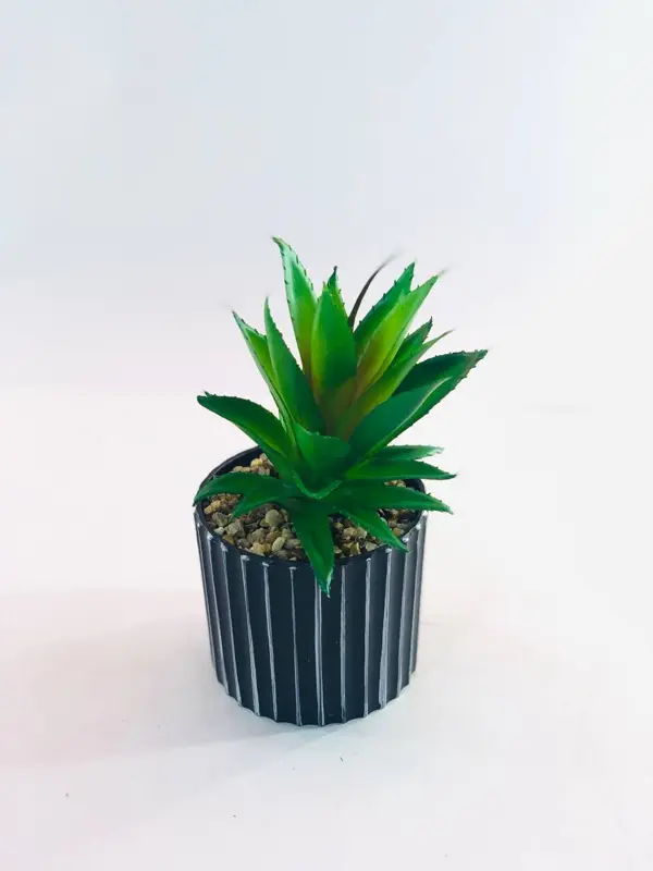 نبات اللمسة الخضراء الأنيقة