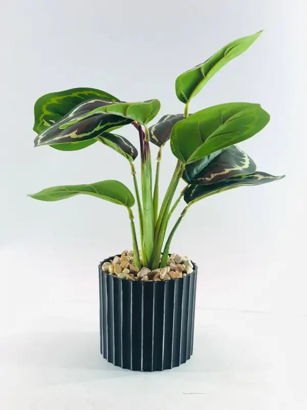 نبات الزينة الأنيق في وعاء أسود بخطوط بيضاء